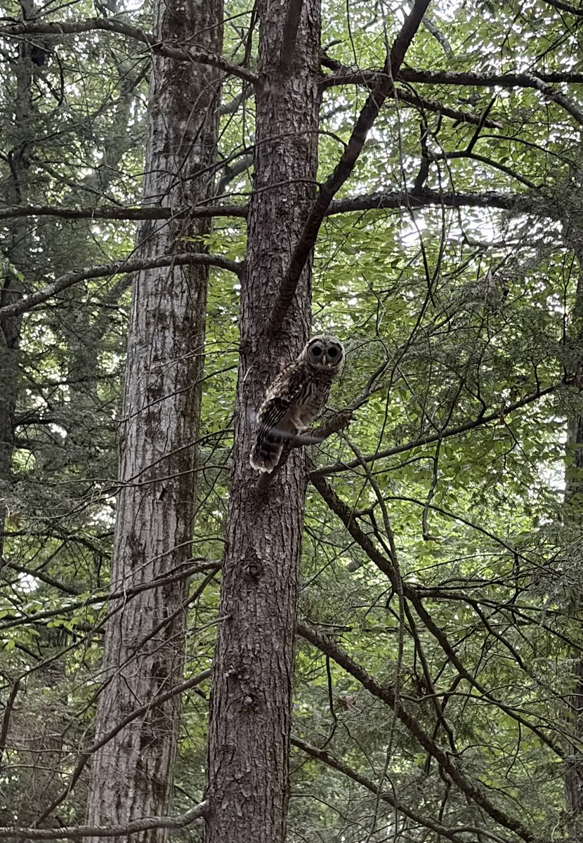 juliek_2020's tweet photo. Still thinking about this guy we ran into, during an impromptu drive up the local mountain to see the forest fire sunset. He was fantastic! I’ve never seen an owl that close! 
#owl
#MtTom
#HolyokeRange https://t.co/SzBuMKpurj