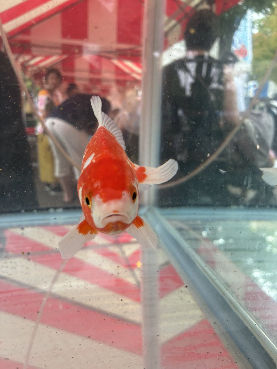 JK_berutuno's tweet photo. 江戸川区の行船公園で開催されている『金魚祭り』へ行って来たよ🐟

色んな種類の金魚がいるけどその中でも黒出目金が一番好き😆

皆さんはなんの金魚が好きかな❓ https://t.co/esLT1oA4Zw