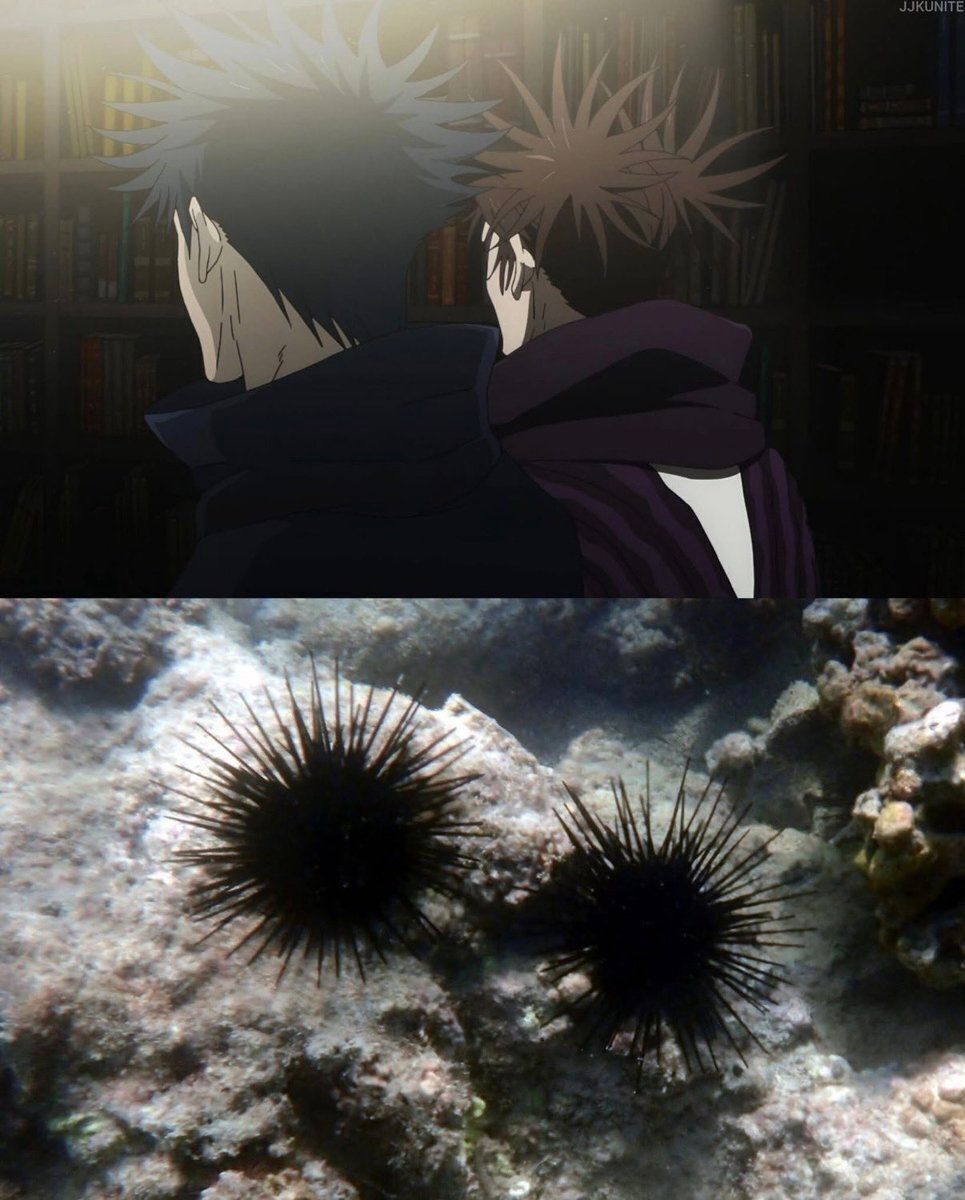 animeposts's tweet photo. Just a duo of sea urchins https://t.co/xOkZfFgX0k