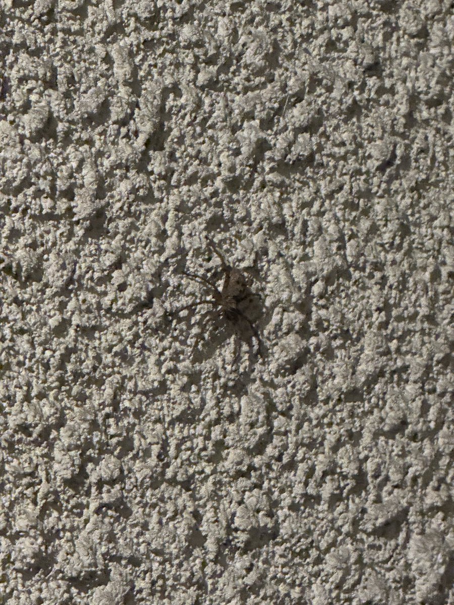 t5k6c8's tweet photo. 家の外壁に軍曹が！！😱🕷️ https://t.co/5XyO5dU3p8
