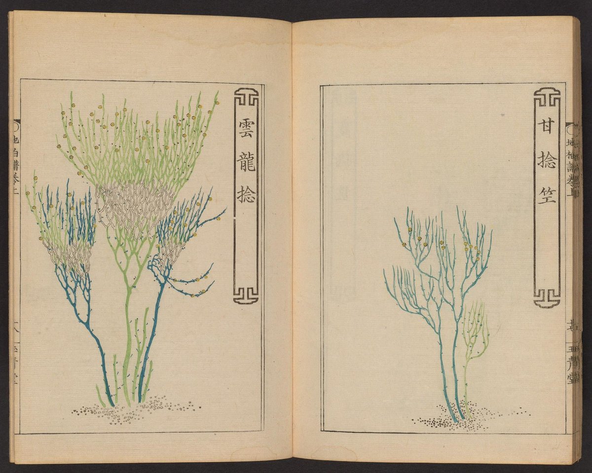 PublicDomainRev's tweet photo. The illustrations in A Careful Selection of Whisk Ferns (1837) seem to reduce bonsai to its sparest visual elements. The result is something alien, algal — hardly recognizable as a plant at all... https://t.co/8wGXKY92WP https://t.co/whb7AF4oYS