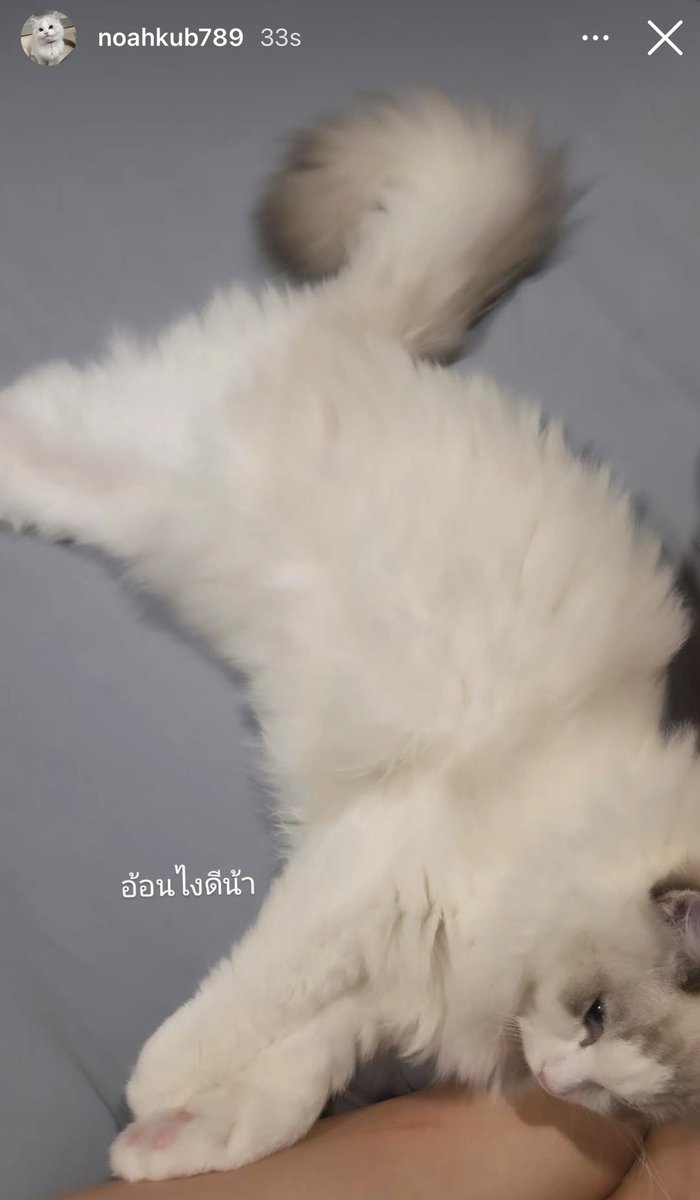 isknnu's tweet photo. ฮือออออ โนอาห์อ้อนพ่อนิอยากได้ของเล่นใหม่ น่ารักวุ้ยยยย ❤️😭😭😭 https://t.co/vMVA26UuEU