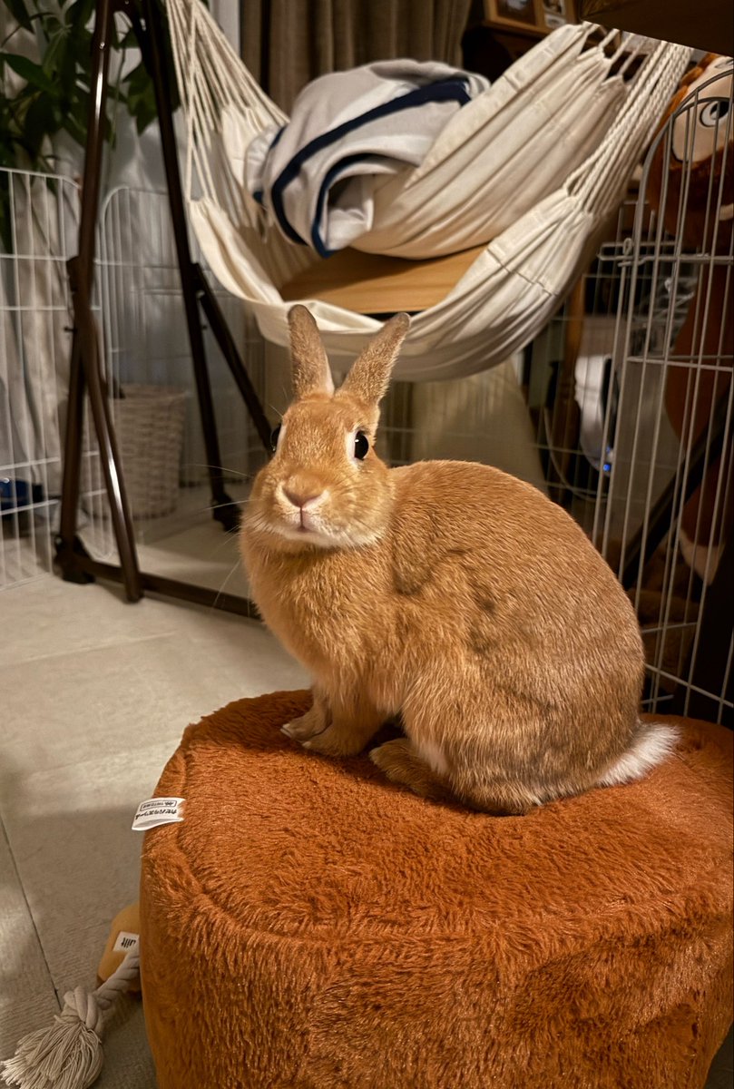 rabbit