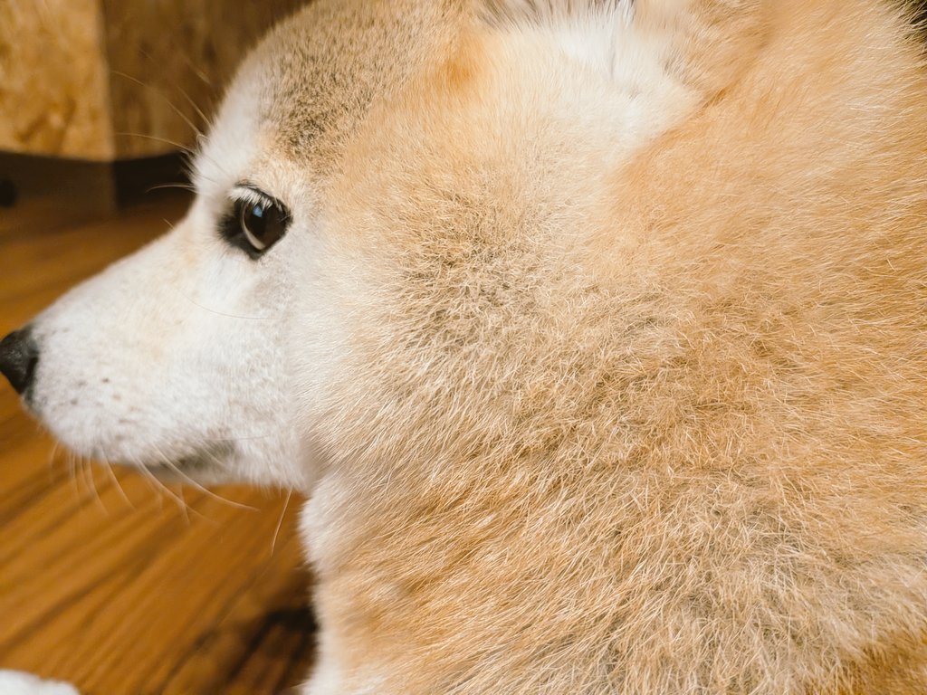 ルチャ tweet media