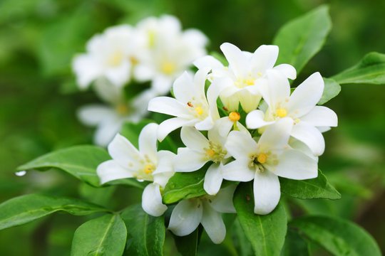 dsudeshna434's tweet photo. Jasmine flowers cool the skin and reduce swelling and redness. The antioxidants in it protect the skin from pollution and UV rays. It helps in brightening the skin and reducing acne scars.#beauty #beautytips #beautybloger #skinhealth #naturalcare #skincare https://t.co/m4FrQyHRDR