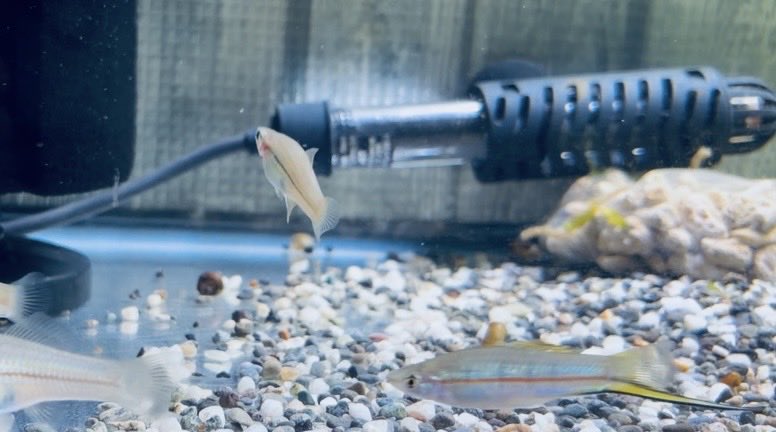 tutomu08's tweet photo. xiphophorus mayae

helleriiにしか見えませんが...
体高ないし剣も青くないですが、
このタイプも存在するそうで。

ちょっと分かりません。 https://t.co/eUrr7w05UD