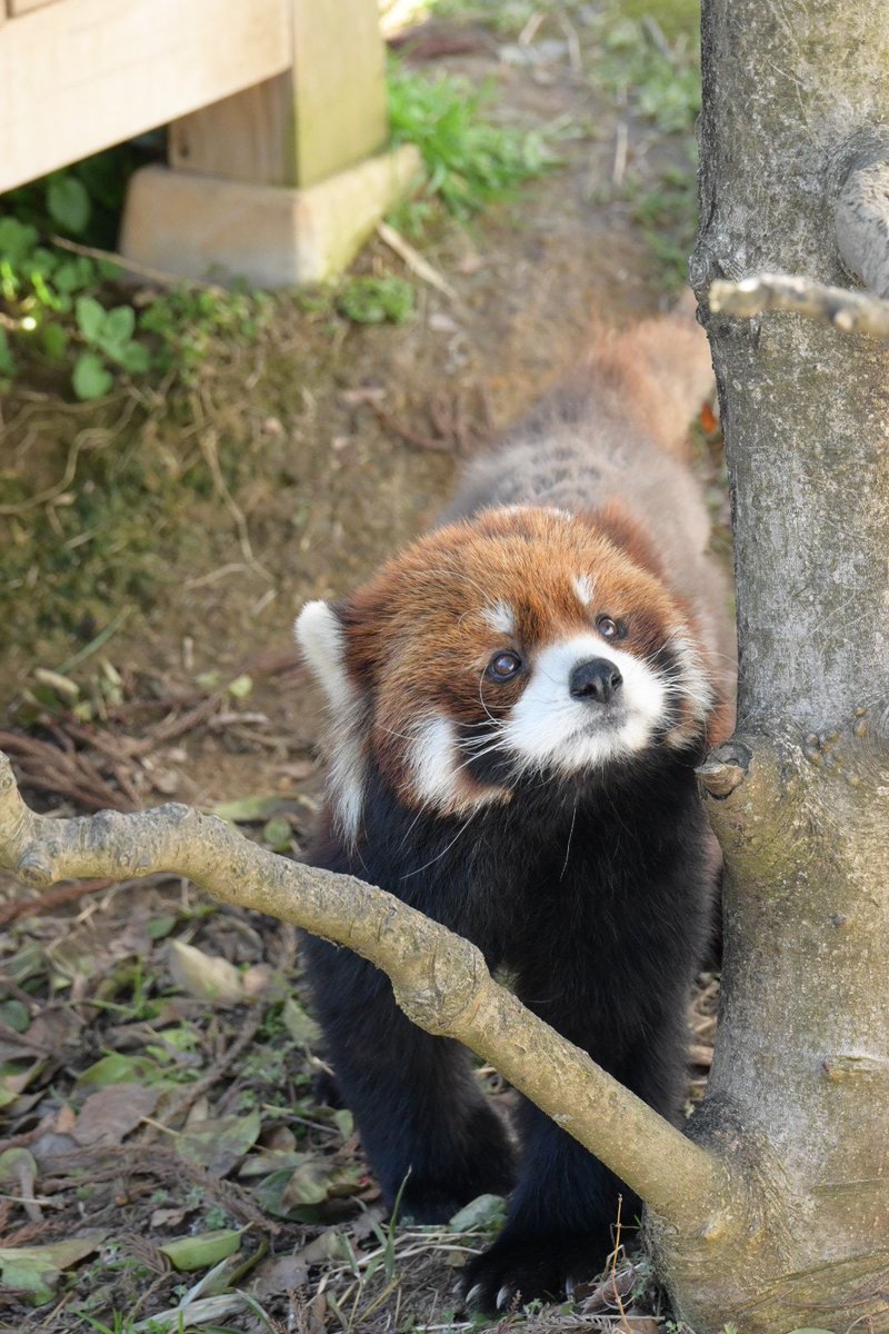 krr627's tweet photo. ライトくん13歳のお誕生日おめでとう🍎

 #鯖江市西山動物園 #レッサーパンダ
 #ライト https://t.co/e40wuBpRke