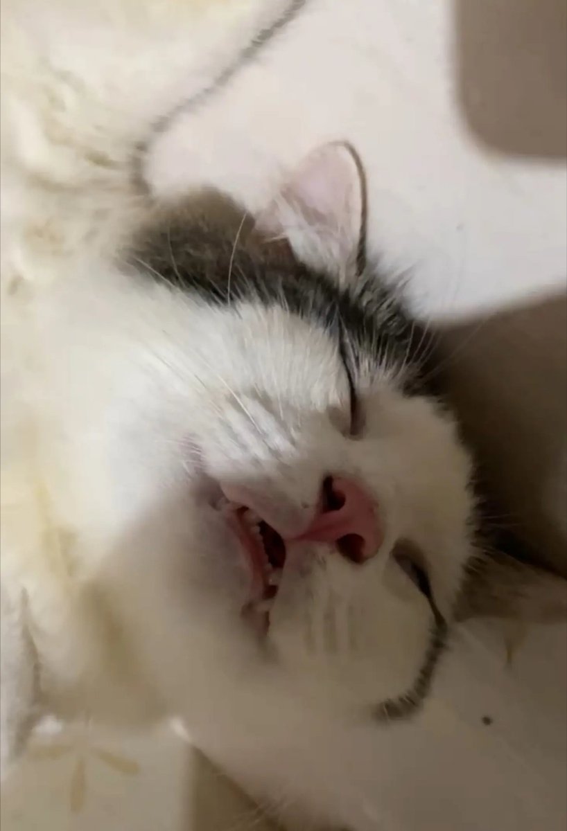 diknestle's tweet photo. Bayangin tidur di dekat pohon pisang @rezasnegara https://t.co/VYaol5oZNE