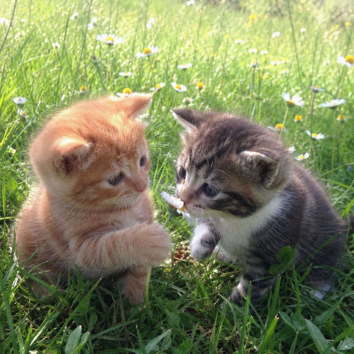 catpostaura's tweet photo. https://t.co/4fO21x3CKJ