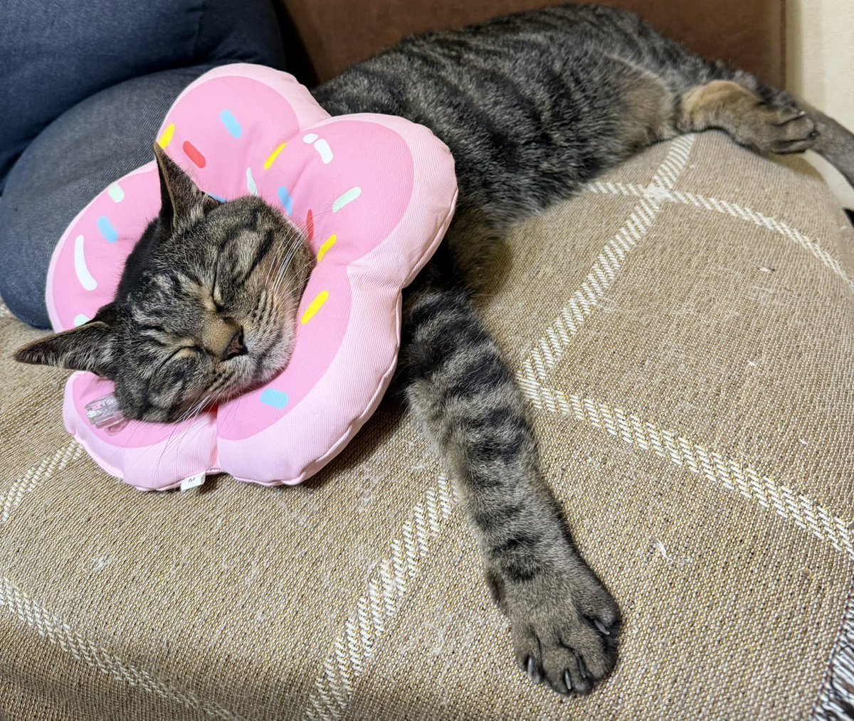 bobob0821's tweet photo. 1日目おわっちゃった https://t.co/gUZRGpSCQX