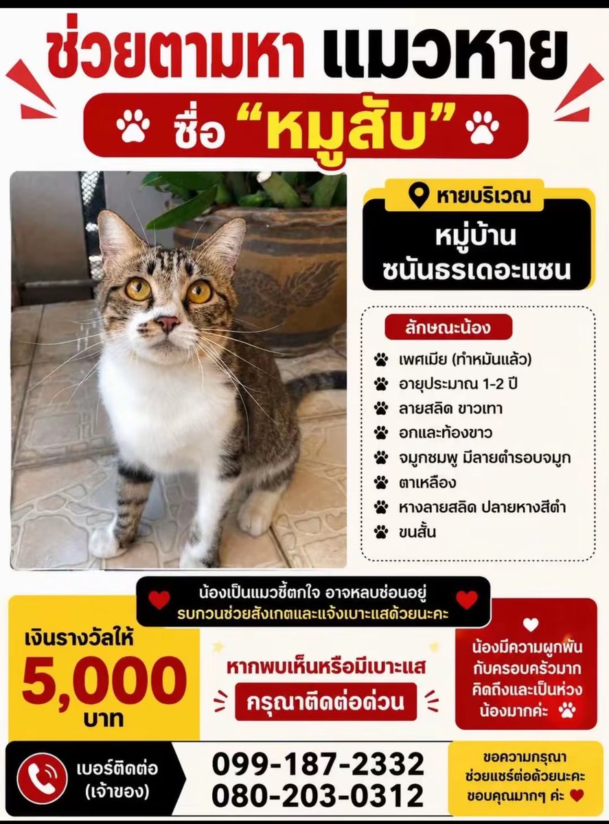 Donaldae's tweet photo. 🥹🙏🏻ช่วยกันแชร์นะครับ ช่องทางไหนก็ได้ 
‘น้องหมูสับ’ หายไปบริเวณ หมูบ้านซนันธรเดอะแซน เจ้าของพยายามทุกวิธีเท่าที่เป็นไปได้แล้ว ใครมีทริคแชร์ได้นะครับ 🐱 

📍ผมจะแปะพิกัดเจ้าของน้องใต้ทวิตนี้ฮะ 
  #แมวหาย #ตามหาแมว #แมวหลง #แมวหายช่วยแชร์ #ช่วยตามหาแมว #แมว #ทาสแมว
#คนรักแมว https://t.co/1oZYZnIjtU