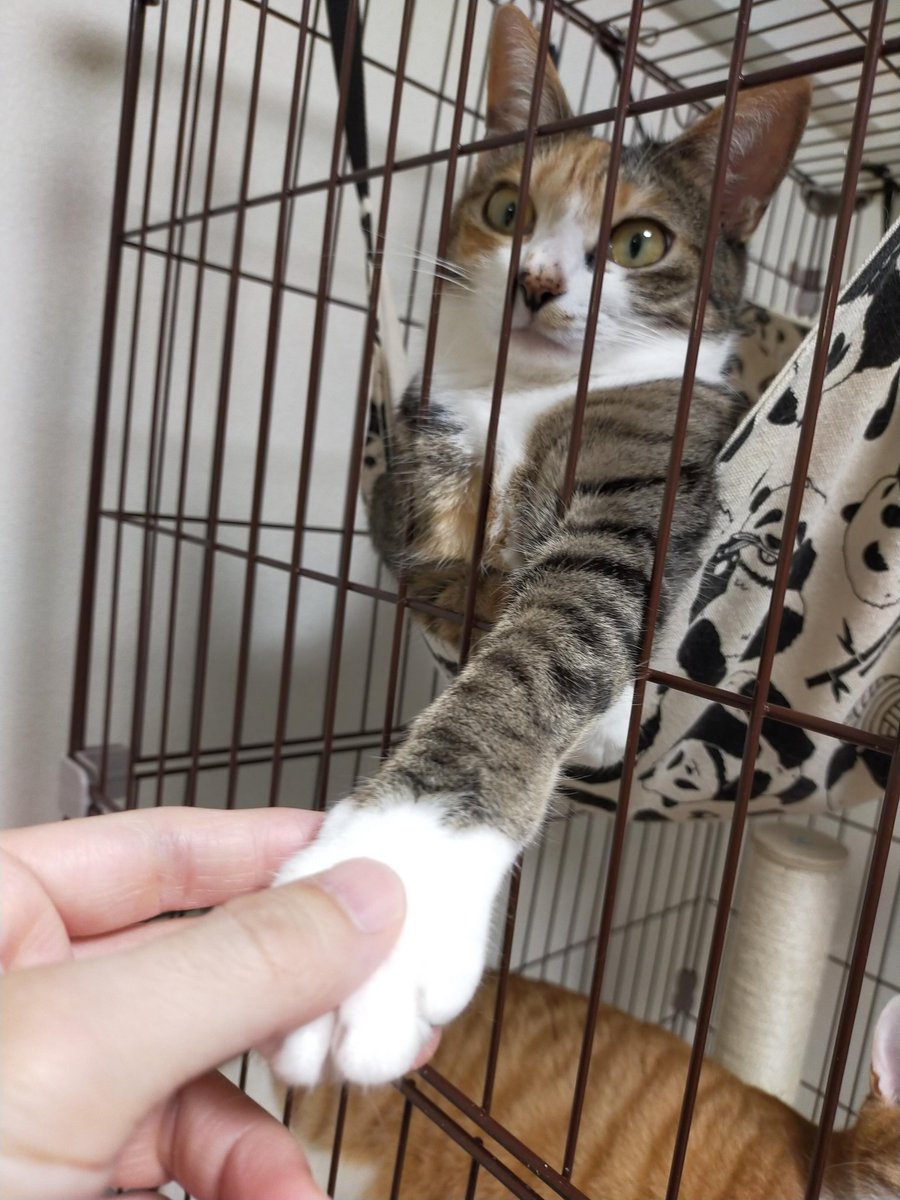 sessaaaaa_t's tweet photo. 特技が握手なねこ₍⁃̗̀̂ ↀᆺↀ⁃̠́̂₎ https://t.co/3FfJ3f1KEM