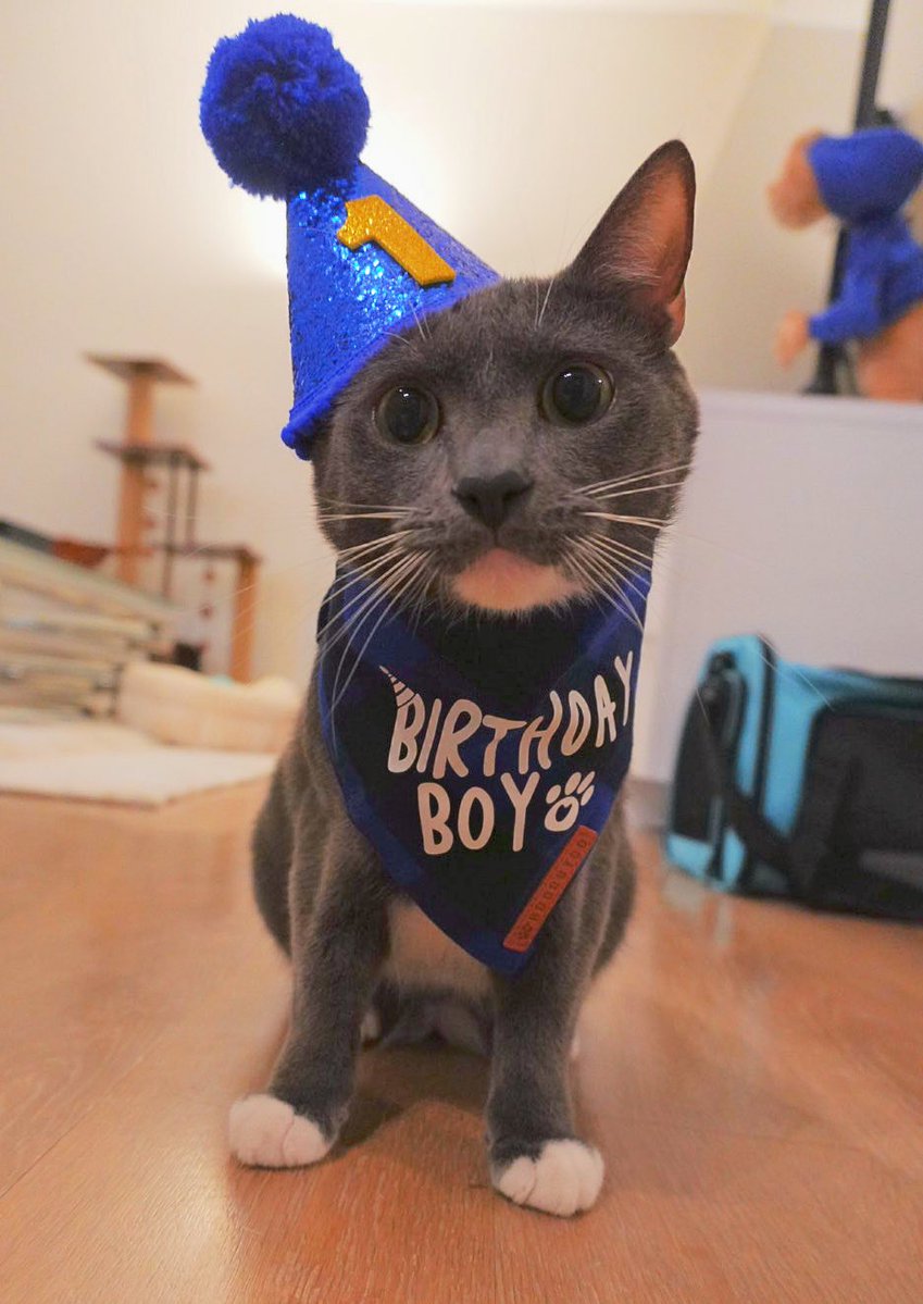 MinaShirakawa's tweet photo. One year ago today, I rescued him. 🐈‍⬛

Thank you for filling my life with so much love and happiness every single day😭💕

Happy Gotcha Day, Figaro! https://t.co/foL8fEdxWa