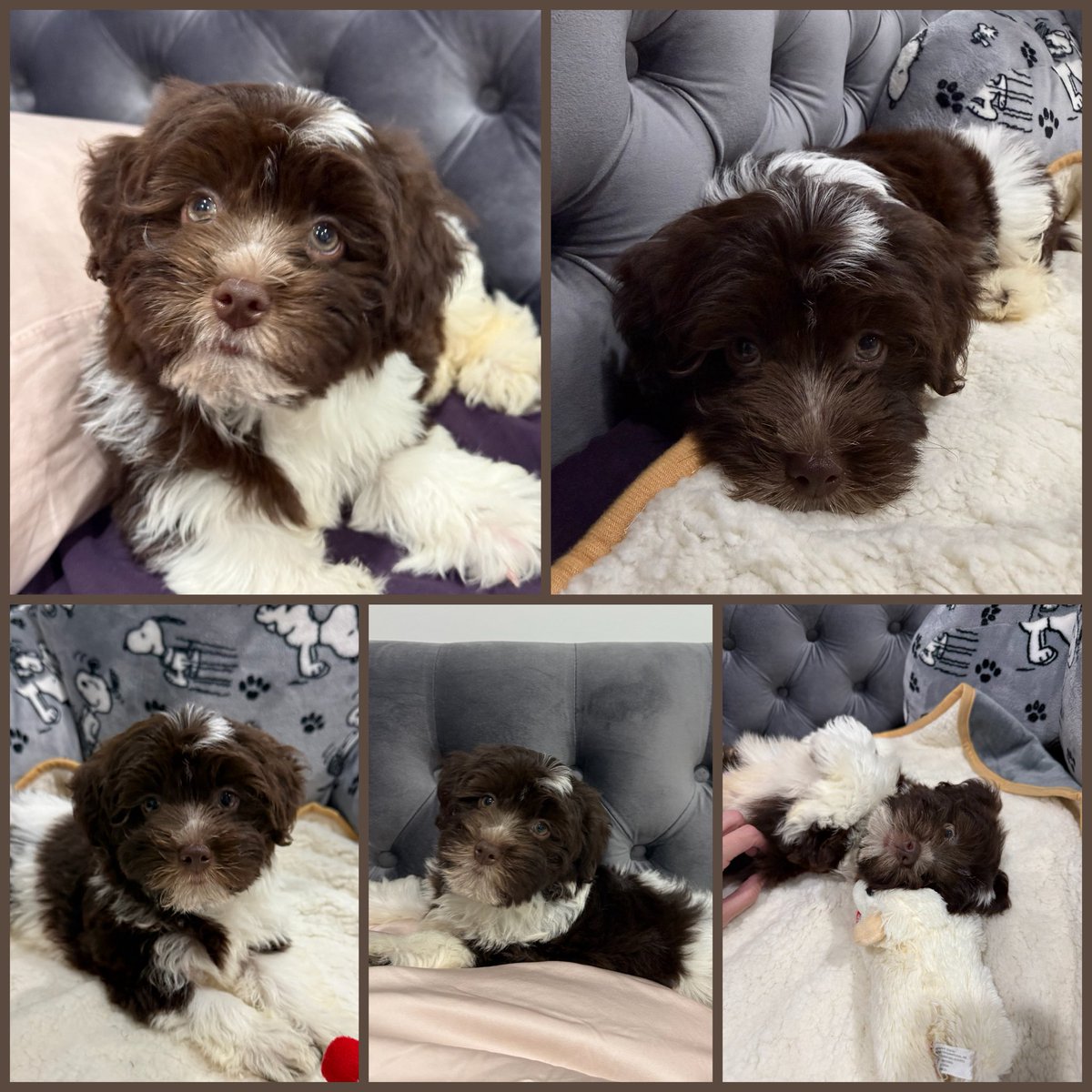 foxlovealways's tweet photo. 🐶❤️ https://t.co/NJvj07FWrv