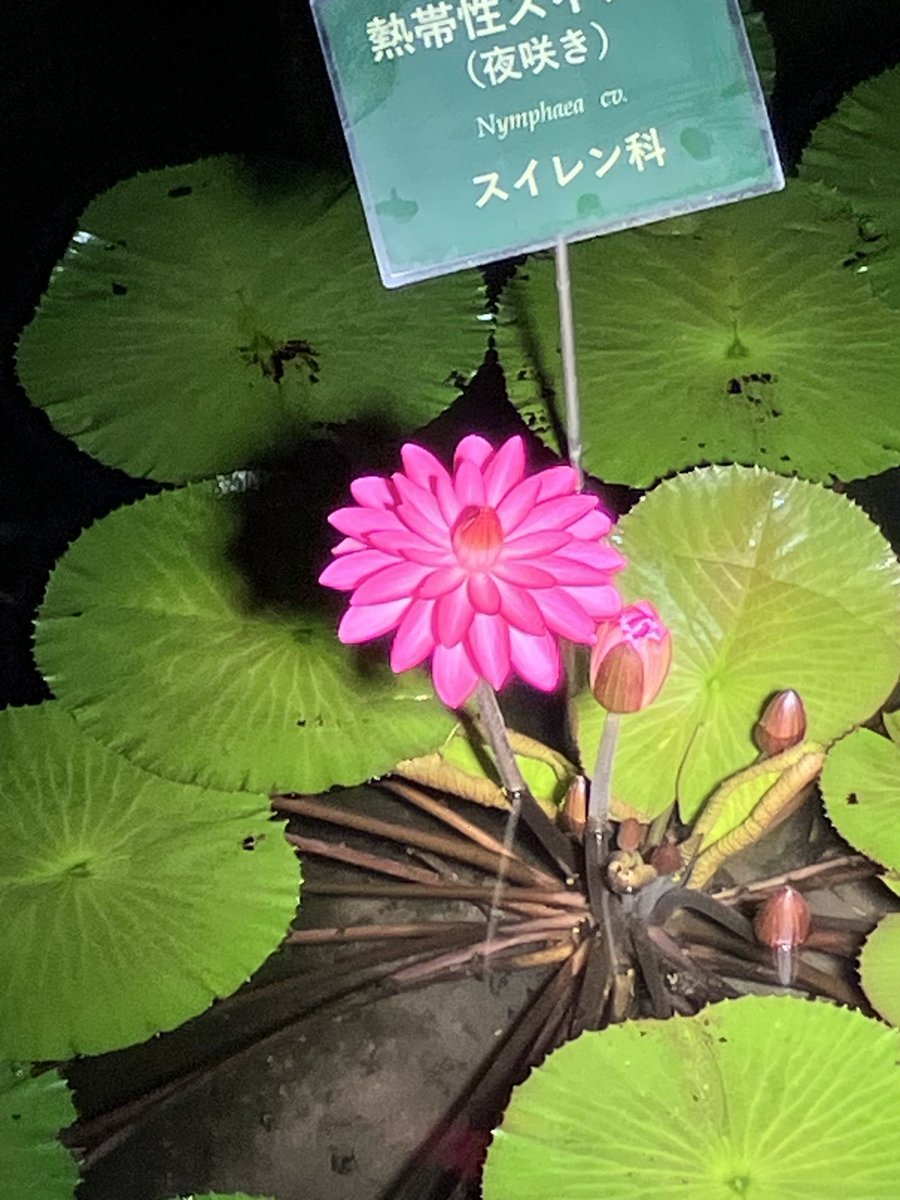 nemomaru_'s tweet photo. 最後はゆめねつの夜間開館へ！
夜にしか咲かない花々を見るの楽しかったです～
ここは昼来ても熱帯の植物見れて楽しいですよ！ https://t.co/vL2Gtm0Z4x