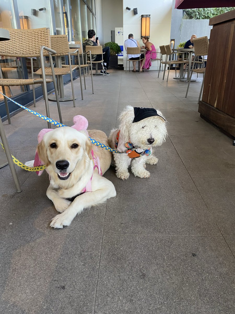 BerkTunckale's tweet photo. Köpek kabul edilen açık bir alışveriş merkezinde köpeğim mağazanıza kabul edilmedi! Kaldı ki sorun hijyen de değil, küçük ırk kabul ediyorlarmış. Sorun ön yargılarınız. Merkezininizin bulunduğu Almanya’da da aynısına cesaret edersiniz! @RossmannTurkiye https://t.co/LF5xybr4Rd