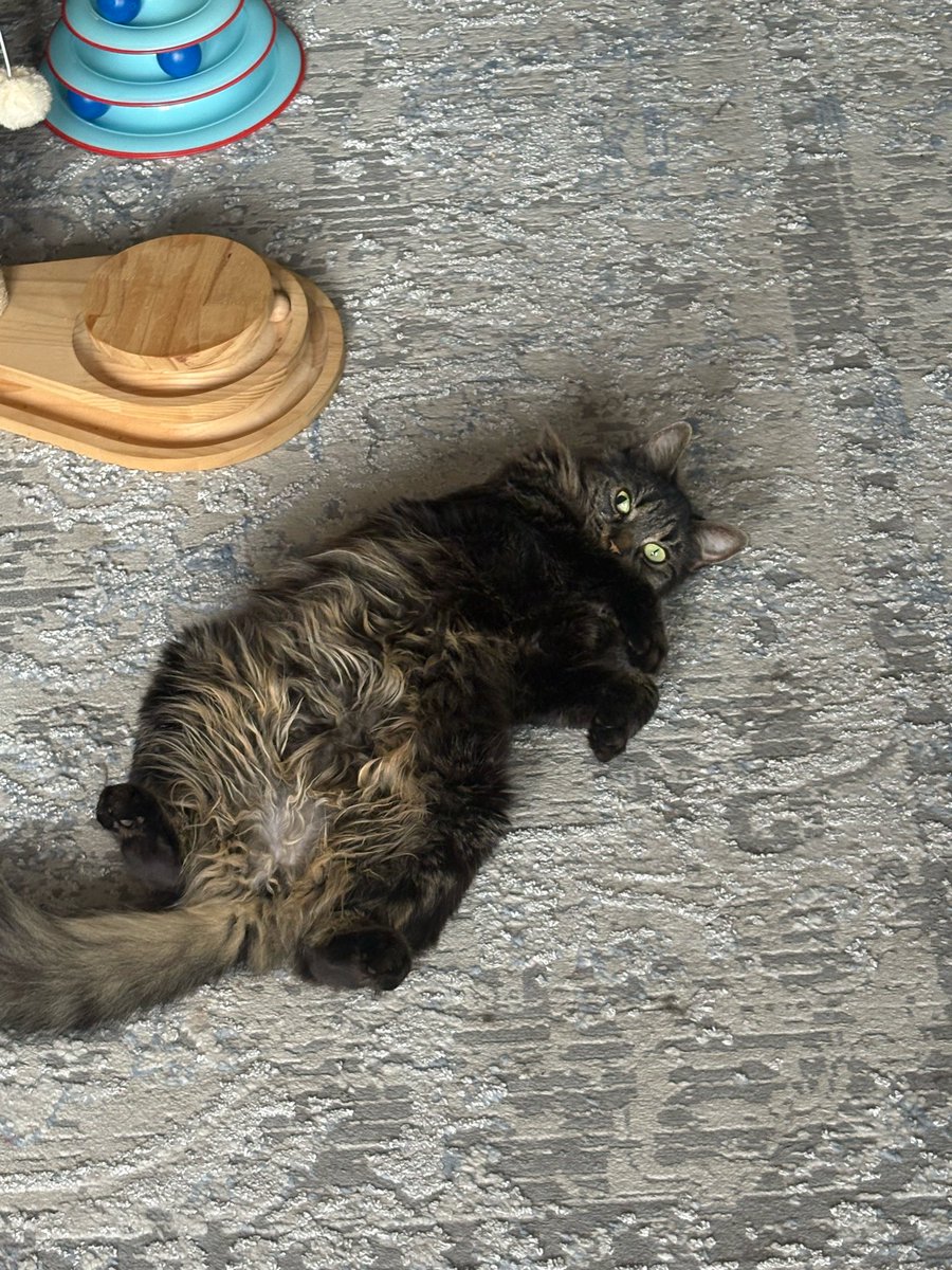 OBrien6969's tweet photo. I survived months of winter just to be absolutely defeated by a blazing 19°C. ☀️ Send ice chips, a personal fan, and someone to shave my belly. 🧊 Happy #Caturday from the hottest cat in town!
I will be staying right here on this rug until autumn." 🥵 #Caturday #MeltedCat https://t.co/kYe0mqZq2g