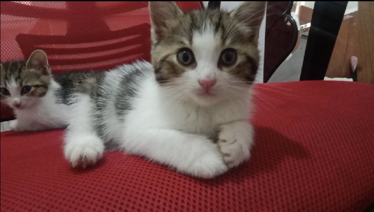 Paty_turkiye's tweet photo. Sokağa hiç çıkmamış yavru kediler yuva arıyor. https://t.co/NMvze5AMbi