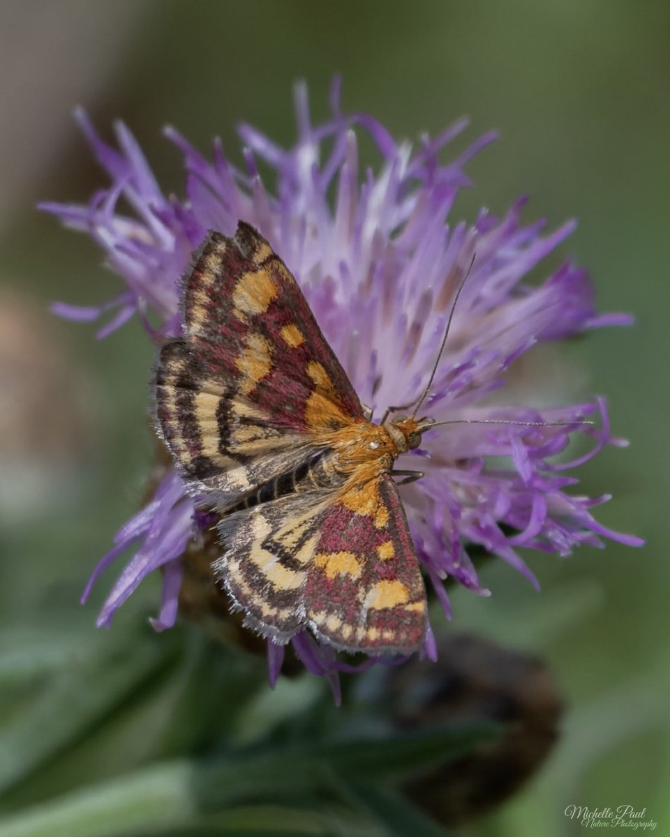 nature_michelle's tweet photo. This tiny and stylish Common Crimson-and-gold Moth stopped me in my tracks today. It pays to look down at this time of year! ❤️💛 https://t.co/ODYgxbthqz