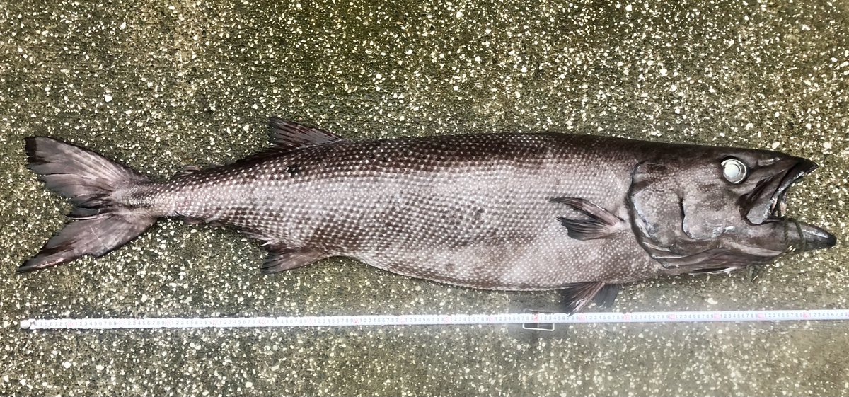 nanukazame1's tweet photo. #お魚クイズ ！     
深海に生息するこの巨大魚の名前わかりますか？ 🦈 https://t.co/xyzteWcZgh