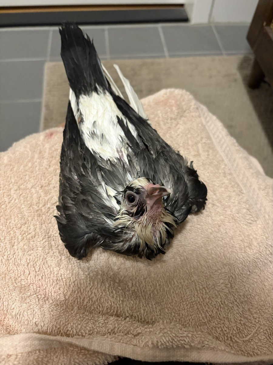 buttonneyes's tweet photo. just climbed into this dirty water to save this pigeon because my net was too short😭 he was gasping for air, hypothermic, and almost dead. managed to hear him up and dry the feathers https://t.co/aWe6smq1MC