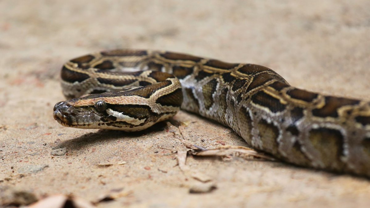 CindyFerrara13's tweet photo. A state-contracted hunter in Big Cypress National Preserve took a massive Burmese python out of the swamp: a 202-pound female that was carrying about 200 eggs.
https://t.co/JjYsITkiPj https://t.co/GosNLiPX3G