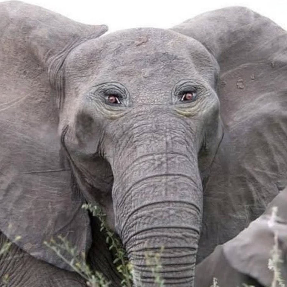 Indie5051's tweet photo. ¿Cómo serían los animales si tuvieran los ojos en frente? https://t.co/I1GMkAJQfh