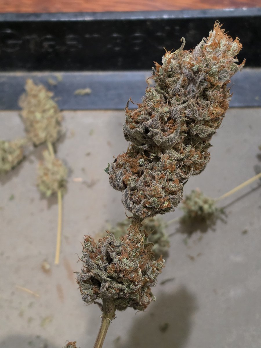 EpyonTheGreat's tweet photo. Headband 99 from @BrothersGrimmOG was an amazing grow and yielder! Two plants with just a 5week veg is gonna fill a 1lbs. Grove bag... https://t.co/JRTkRy7ZBU