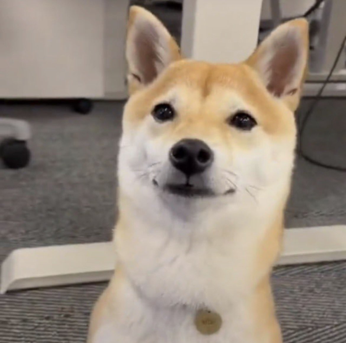 willy14578's tweet photo. @cryptokans Not every meme has a real story behind it.
$VLADDY actually has a fun narrative.
Robinhood office dog + Robinhood Chain.
Fair launch and 2.7% burned.

CA: 0x02971e7f8a6348a1a33435bdbe0cb55eff7a0aca https://t.co/TQXkpVUj8y