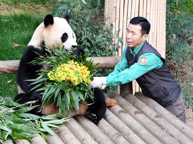 Cryptoloudev's tweet photo. Fu Bao's birthday is in 2 days

Let's send his coin back to where it belongs
CA:
5jBfqq2VYyzUEMzwASPQp4tdub3RT7xPWnNysEzoq5vg https://t.co/jXhd5ZNXxG
