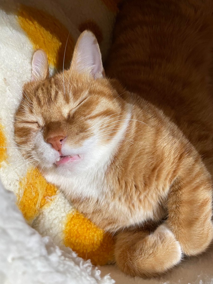 nocontextscats's tweet photo. 😴 https://t.co/x3zVpM67Q4