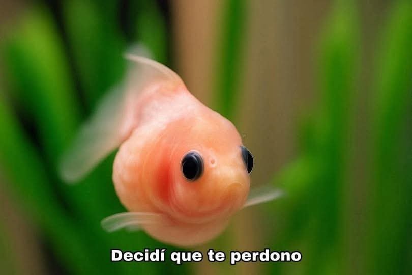 Dark_uf_'s tweet photo. Yo después de darme cuenta que no era para tanto y exageré un poquito: https://t.co/Q83P6a8RsL