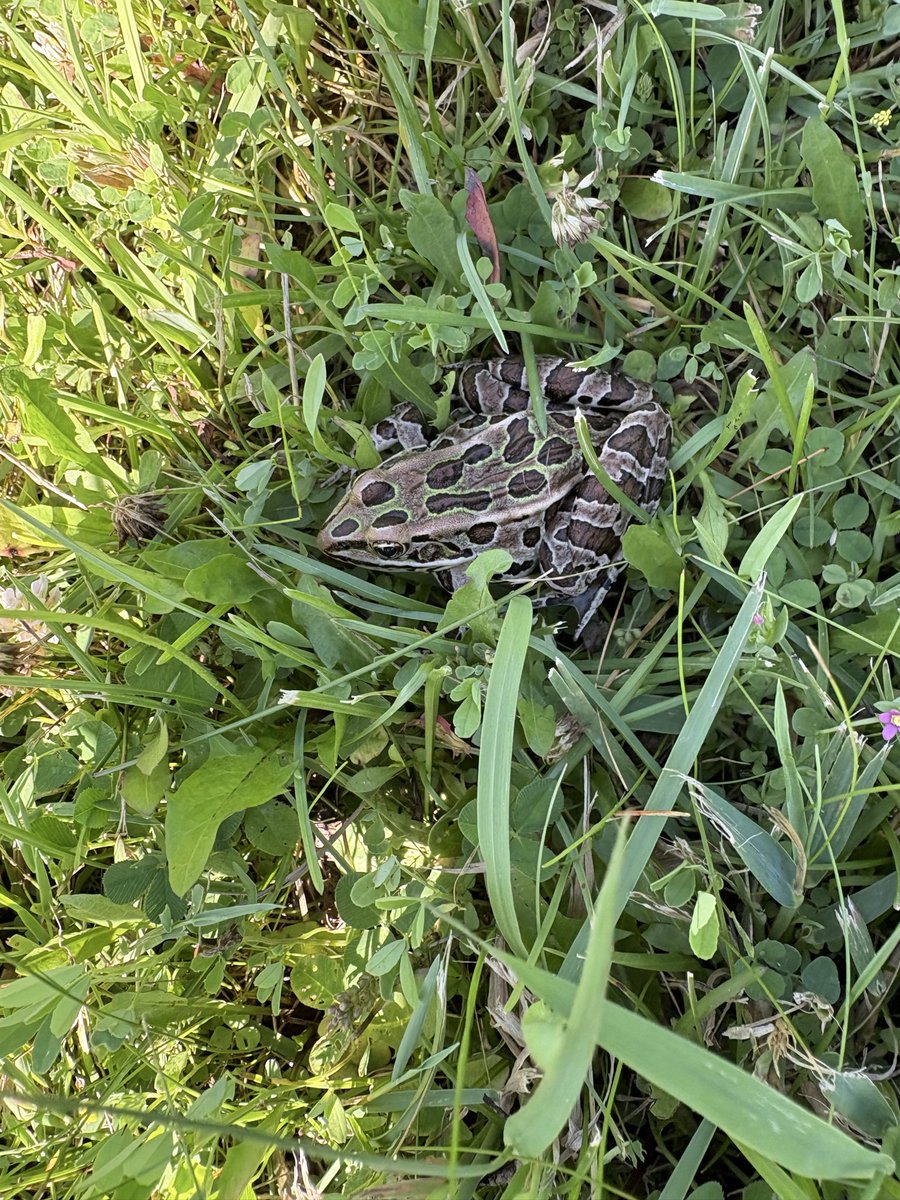 k8lynwoods's tweet photo. I almost stepped on this little guy today! His camouflage was so good he disappeared into the grass until the last second. A good reminder to watch where we step, nature is full of incredible surprises.
#Nature #LeopardFrog #Wildlife #Camouflage #CloseCall #NaturePhotography https://t.co/w6a52WsRGe