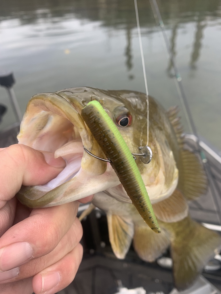 FishingShallow's tweet photo. Love river smallmouth fishing?
Shop the Shallow Water Fishing Adventures online store and reserve your guided river smallmouth adventure today.
#BassFishing #FishingGuide https://t.co/3ui4vTzklt