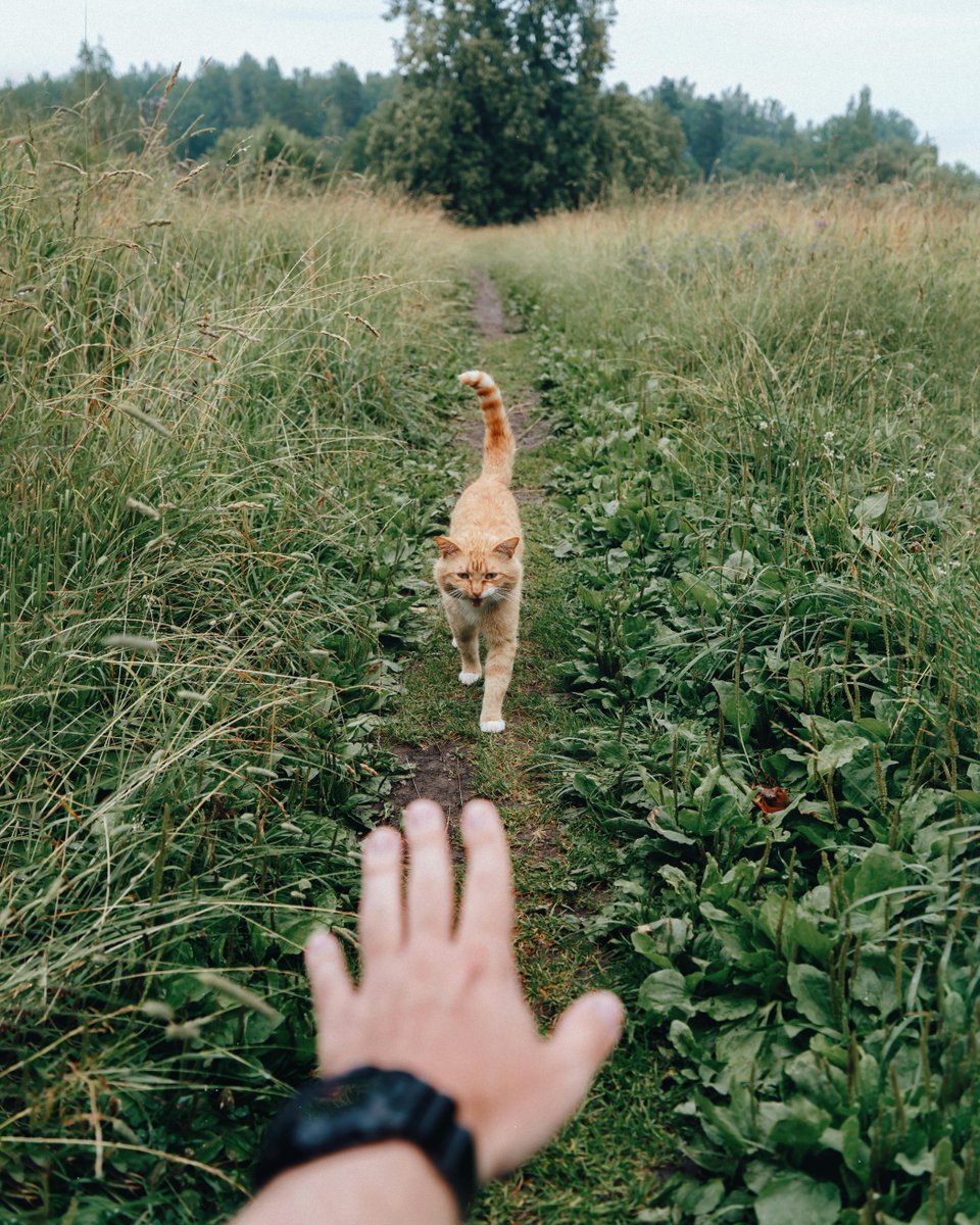 w4de54's tweet photo. 自然の中で猫がリラックス🐾🌳 至福の時間 https://t.co/ShcBp5TD54