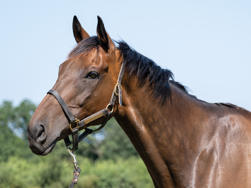 ownersgroupuk's tweet photo. Guard Duty has very much enjoyed his summer break and we look forward to seeing him back on the track next season 🤞 

#GuardDuty #OwnersGroup https://t.co/Dm8lVofZYe