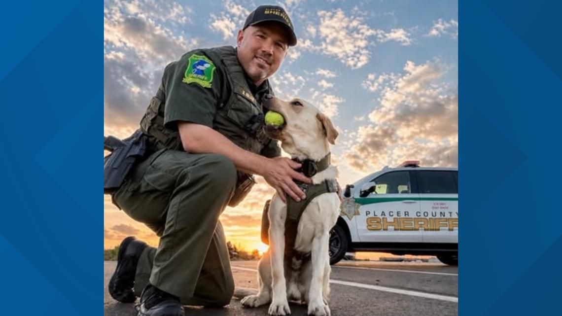 ppak9org's tweet photo. Meet K9 Leo of the Placer County Sheriff's Office (CA) — a 14-month-old Labrador now certified in explosives detection alongside Deputy Nielsen! 🐾 https://t.co/YPmXJqgIJv #PPAK9 #K9 #K9Unit https://t.co/c1uIj0nT89