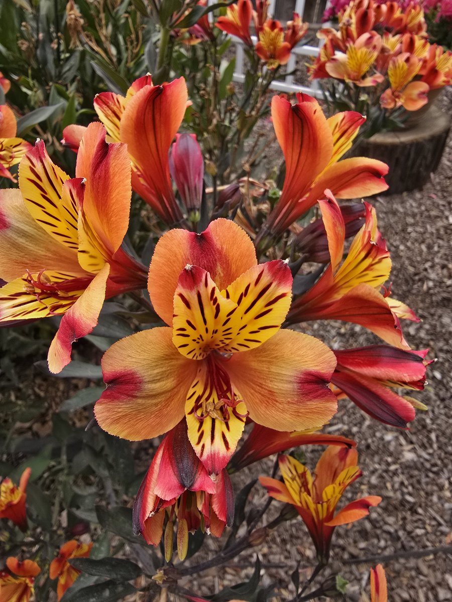 TheSpuryus's tweet photo. Hey @BeckyScarlett9 
What is this?
They're popping up everywhere in my yard and I'M  tired of digging them up. https://t.co/3mZtuZbqcM