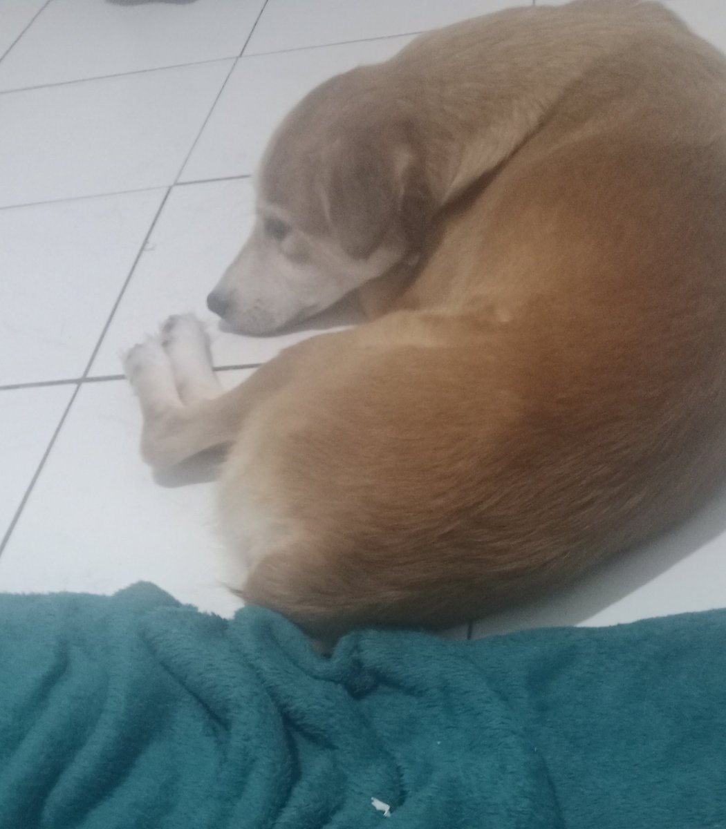 KochengRumah's tweet photo. Ya Alloh brilly anak cantik kamu knpa lgi nak.. Pup brilly berdarah knp brilly😭

Kak, mohon doanya ya 🙏

Tiba-tiba si cantik Brilly pup darah. Kami panik banget ini, 
Lagi usahain bawa ke dokter dengan kepasrahan, karna tidak ada dana, belum bawa mak ucing mau di operasi, https://t.co/1OeDqyS1Go