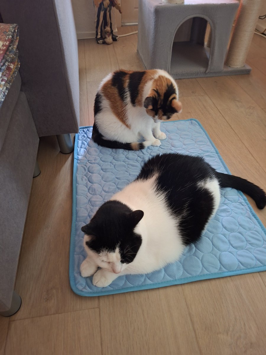 Patricia💞Puck🐈Zorro🐈⬛en Bella😺🐾 tweet media