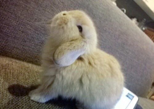 bittemarks's tweet photo. ꒰ LF interactive moots .ᐟ ꒱

• nala Ი𐑼

• she; 20
• anime/manga,music, horror, films

• i love games and talking :D

• collector

• MDNI

♡/⟳ =moots🐇 .ᐟ
#promotwt #moothunt #anitwt #owtwt #mangatwt #gamingtwt #horrortwt #overwatch #valorant https://t.co/8U9IRuLFlt