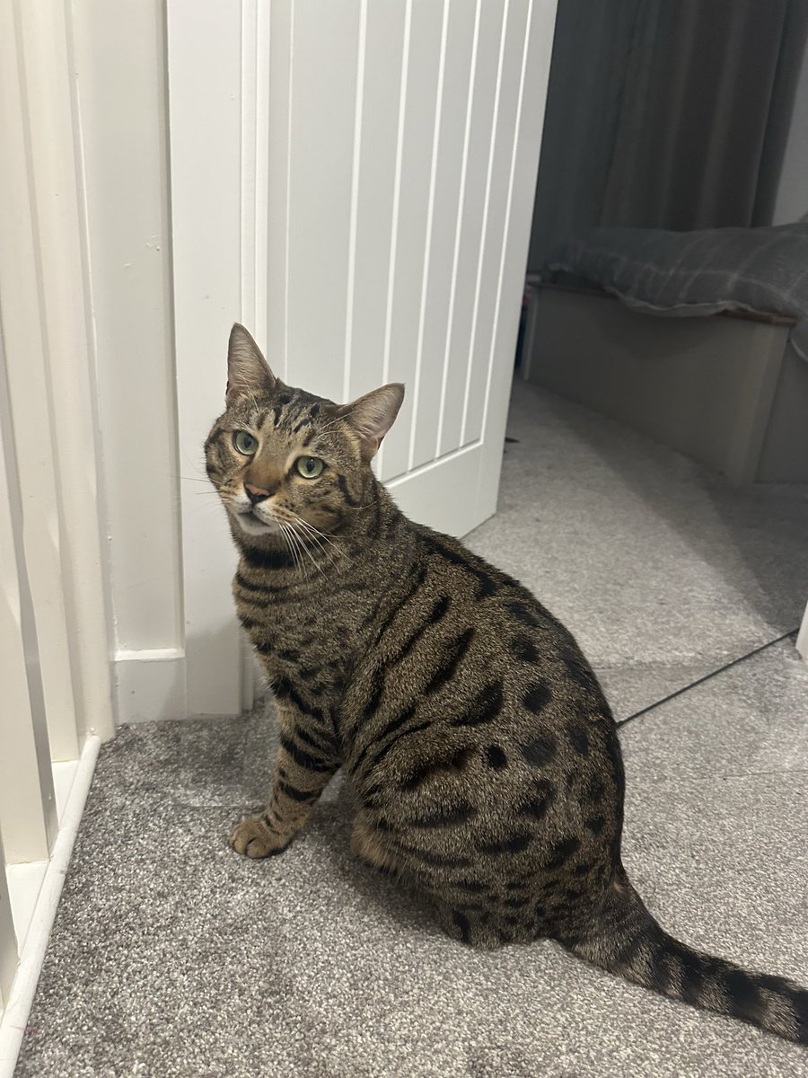 MissingPetsGB's tweet photo. #Caturday WHERE ARE ZEPHYR AND ZURI?!!!
 Please share- both still #missing 
#Shrewsbury area but may have travelled / been taken further🙏 https://t.co/pENQxeDPzO