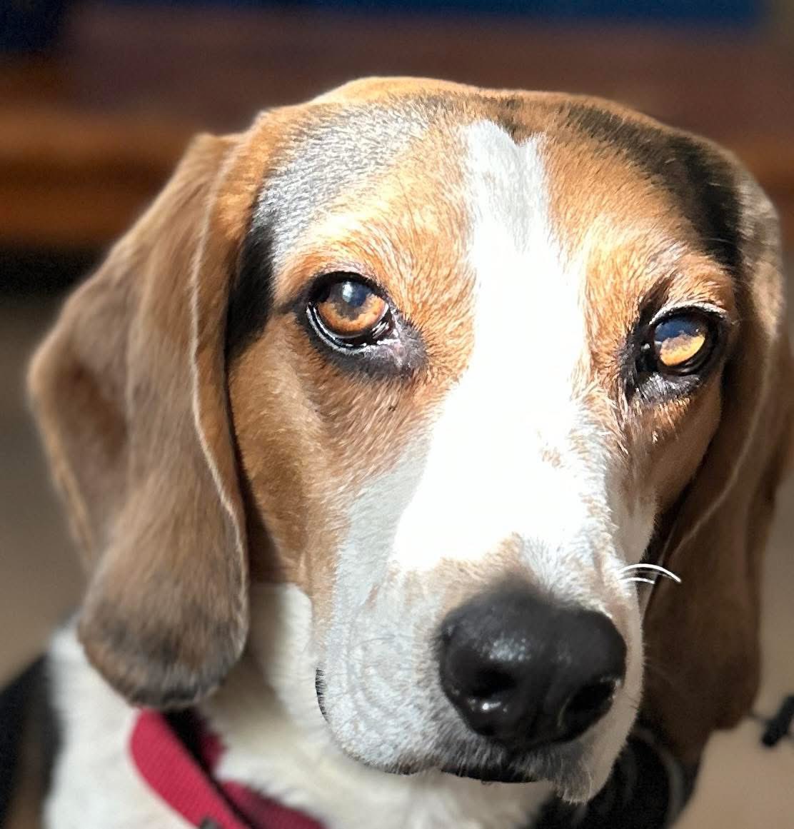SuzetteCumberl1's tweet photo. @AntiWokeMemes Any prophet who counts dogs as an enemy is not a prophet I recognize. I certainly feel my dogs are much cleaner than he or his people are. They are part of my family. You are not. https://t.co/N9JOFj6jf5