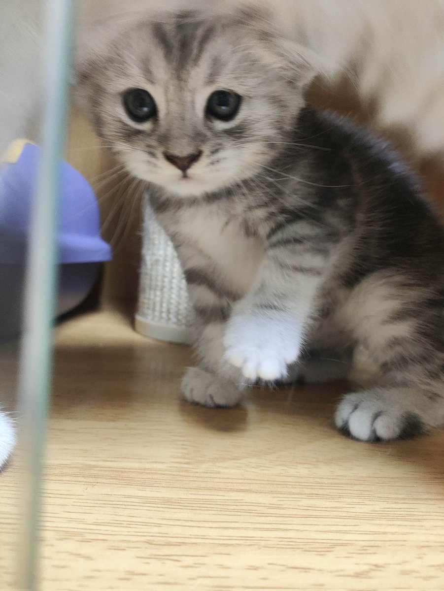 Qile_y's tweet photo. 以前：我绝对不会养猫 找对象也不找养猫的
现在：我闺女世一萌！ https://t.co/CwN6x0M8VT