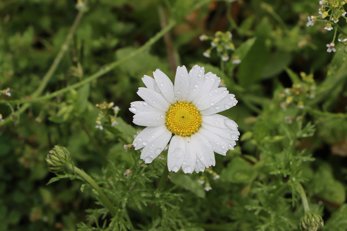 greenvibe's tweet photo. Daisies symbolize purity. https://t.co/QAPhfAw5A6