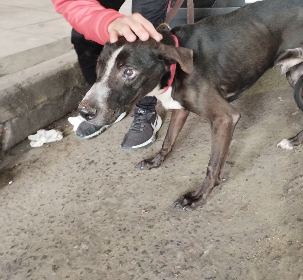 fuscomati's tweet photo. Maxima difusión 
Perrito con collar rojo, sin chapita,.encontrado en Av. La plata y Constitución 
Ahora se encuentra y en Constitución 4253 "Club el barrio" en Caballito @SuperPichon_  @elcampito @Soyeleowexler @BombitaDarin @raulo_lichi @ArqueroSinManos https://t.co/RbIW1vxu5Q