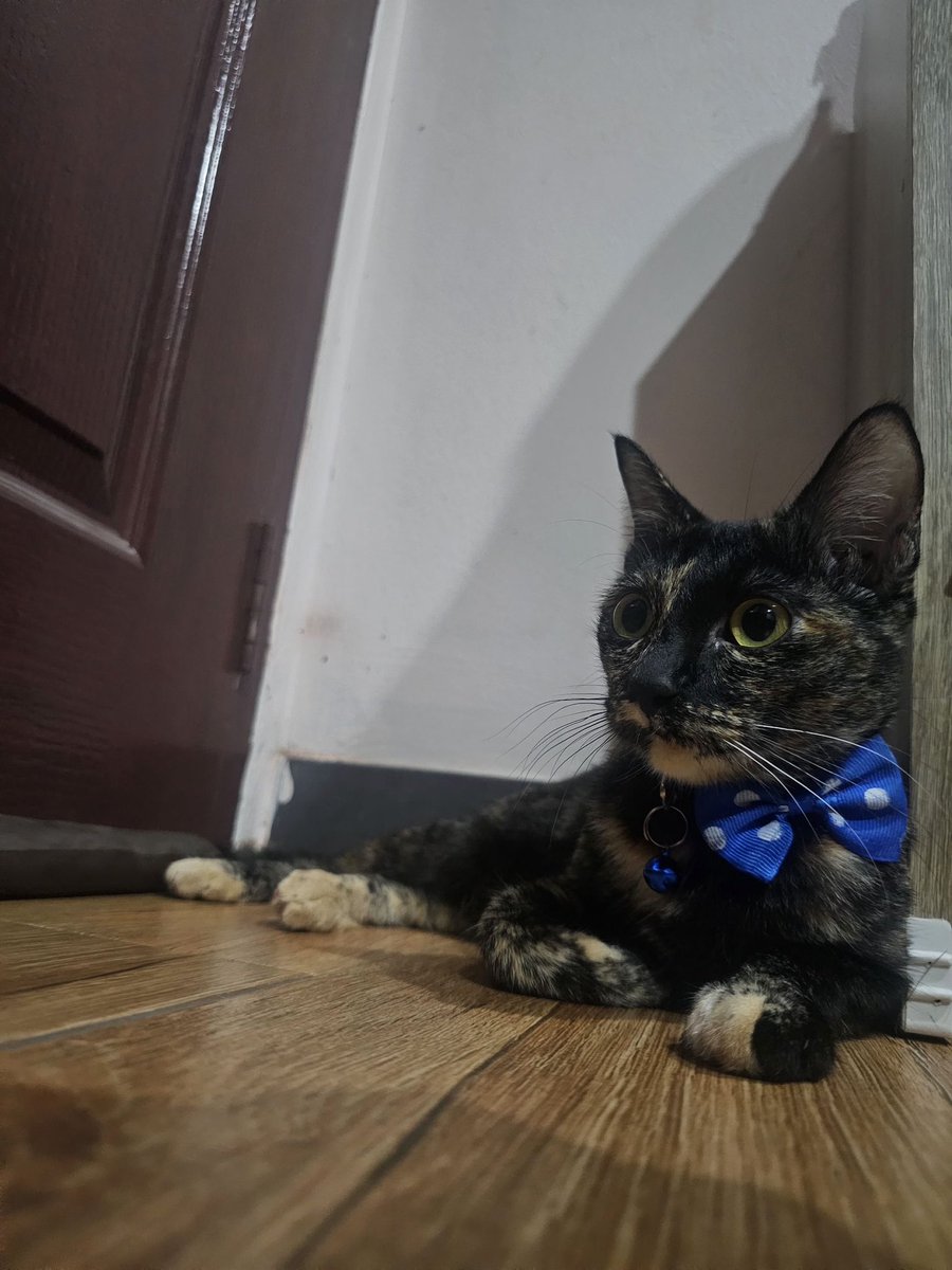 PraeAlonel2fe's tweet photo. 🥰 ที่ห้องไม่มีหรอกแมว...
มีแต่เรานี่แหละ ที่อ้อนเก่งเหมือนกัน 🥰😽🤍✨ https://t.co/3EWHPXnEPR