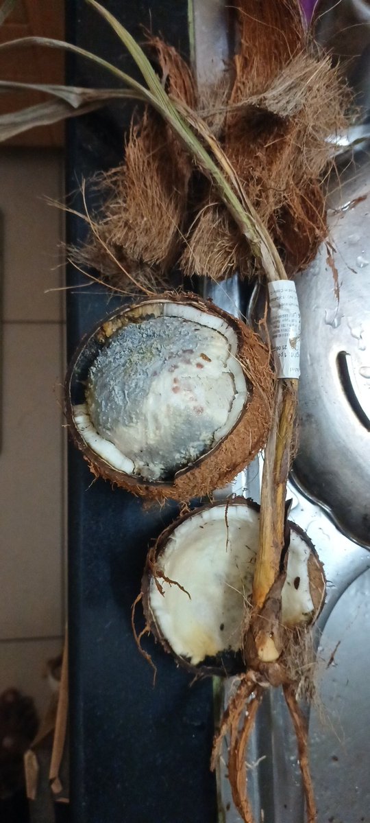 praneethch1801's tweet photo. @zeptocares ordered this coconut sprout a couple days ago, only to find out that the product is rotten. Tried using Zepto to raise a complaint, only to find that it's not working properly while uploading a photo. Look into it. https://t.co/zjQx5uQU0Y