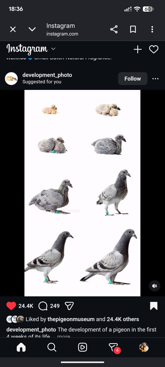 EmBSTYLE's tweet photo. #Pigeon Growth Chart Xoxo 🌃 https://t.co/sxosDJ7rg1
