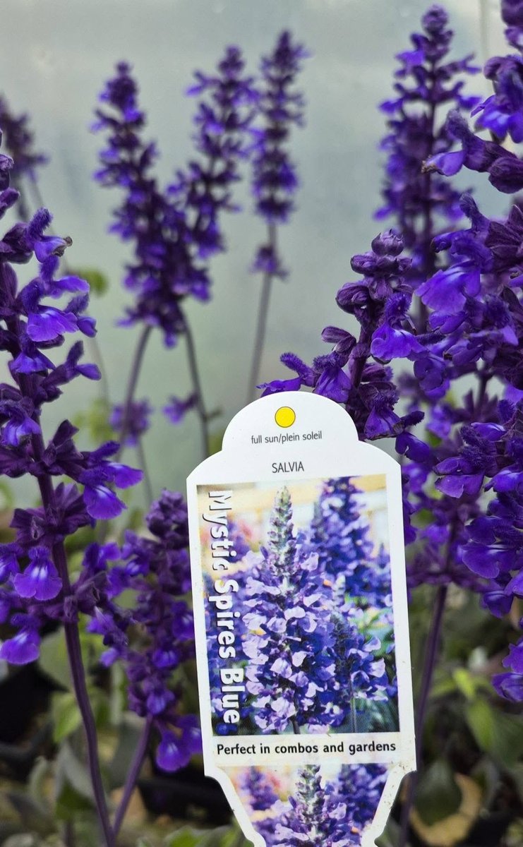 123murrey's tweet photo. 50% OFF ALL ANNUALS! 🤩🙌
(4" Pots, 6" Pots, 6 Packs + 9 Packs)
Perk up your planters, or add a burst of color to your garden! including garden classics like geraniums, marigolds, lobelia, petunias + more! RiseandShine Nursery #Goulds #StJohns #NL https://t.co/oyoBX4cQFc